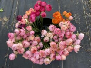 2024 Ranunculus Bouquet Share - NEW!